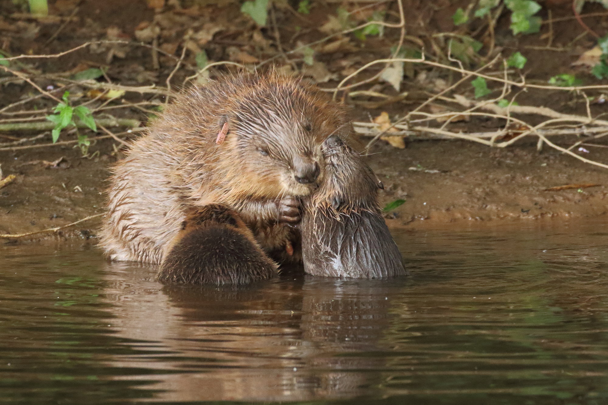 Beavers Build Back Better – but their future is not secure - Tees