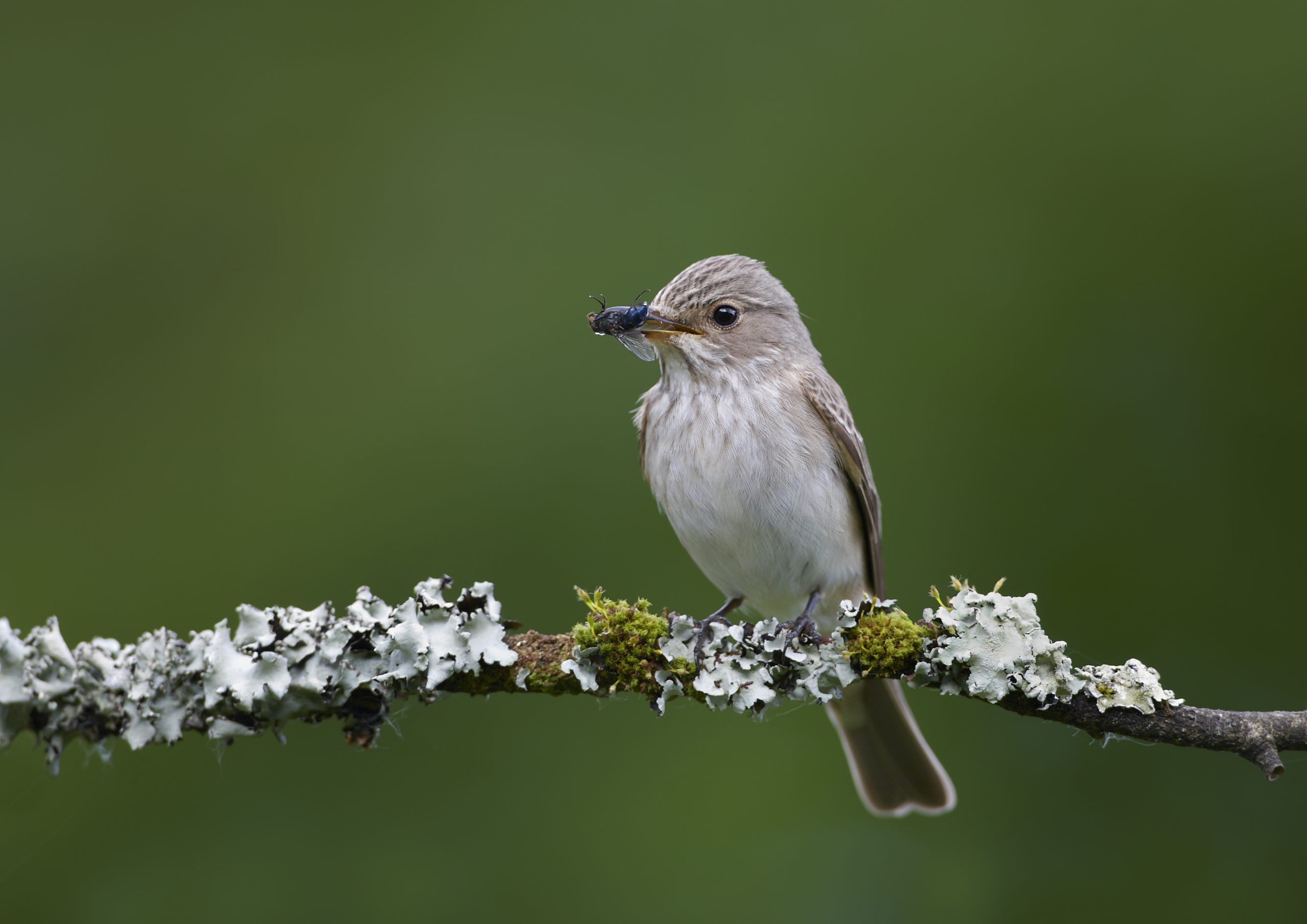 The Howls - Tees Valley Wildlife Trust