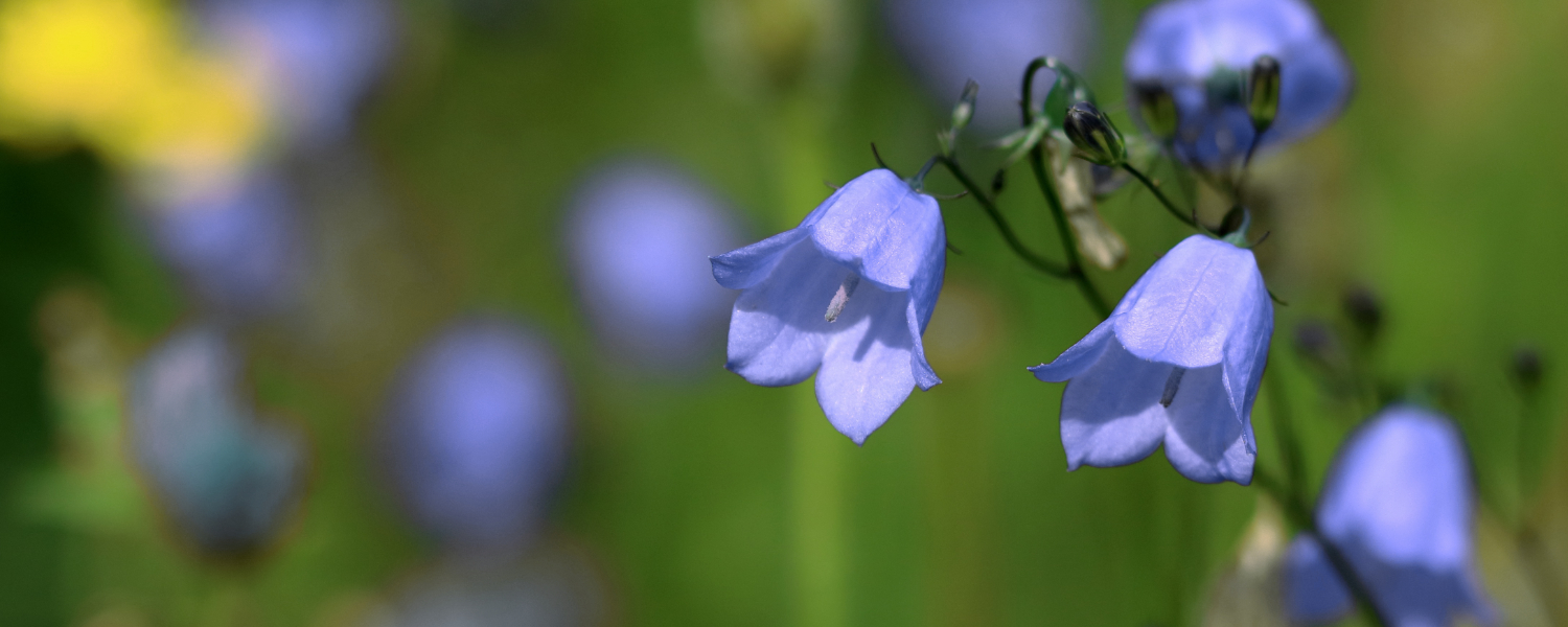 Hardwick Dene - Tees Valley Wildlife Trust