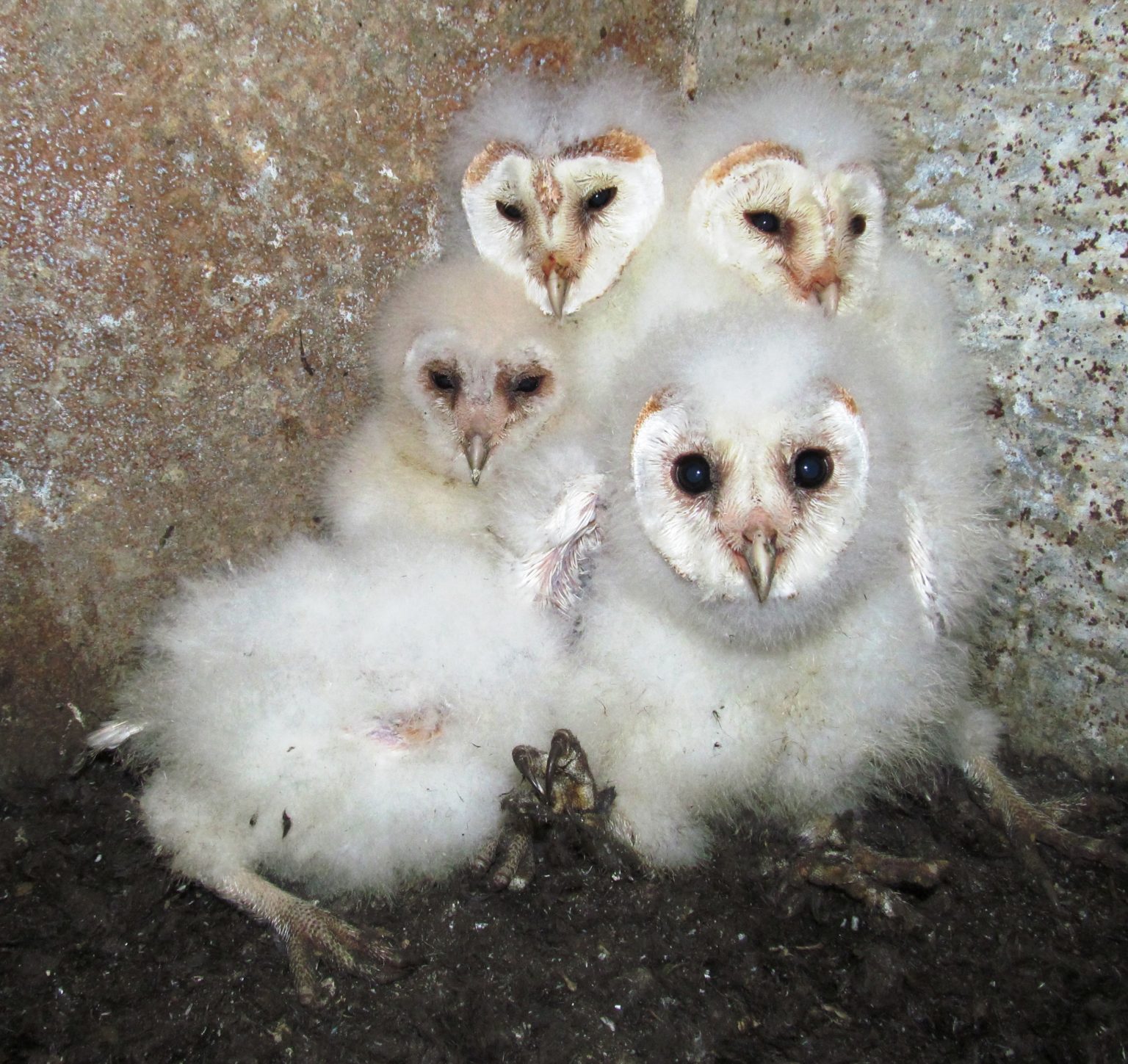 Barn owls have a great breeding year - Tees Valley Wildlife Trust