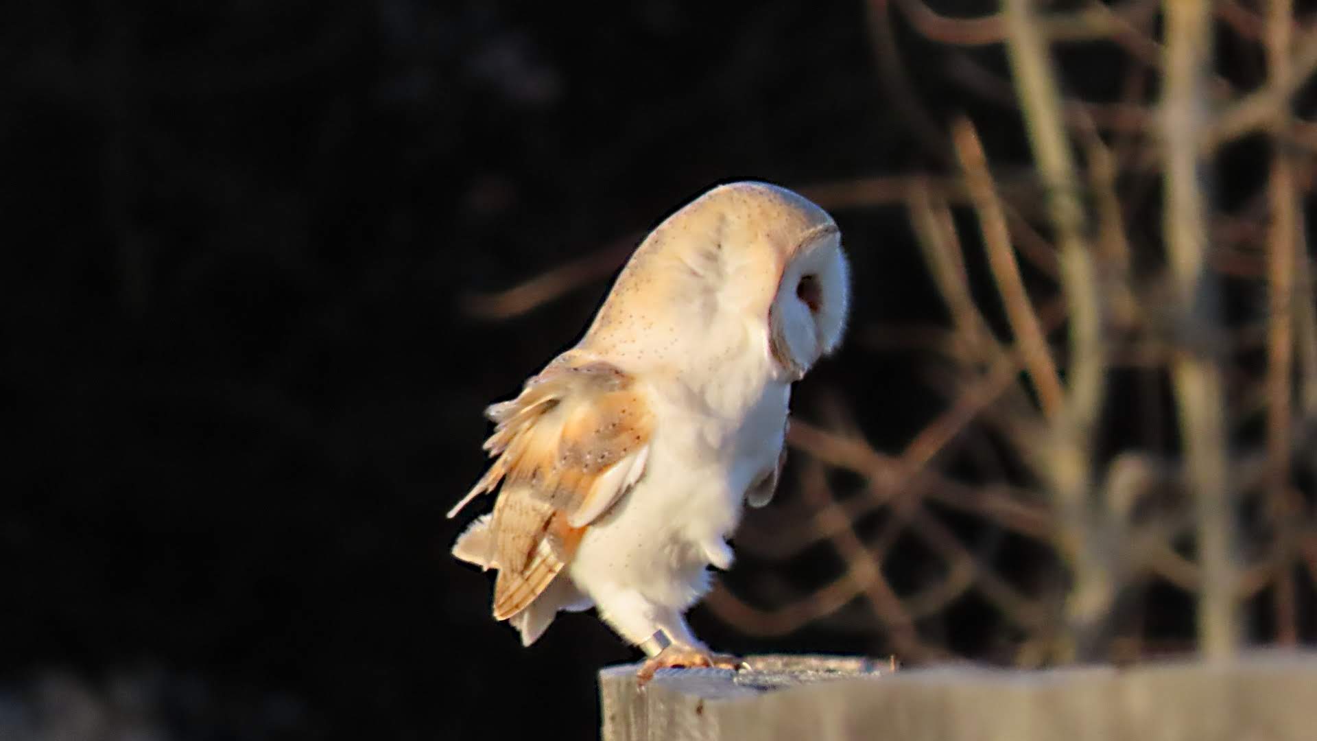 Barn Owl Nest Box Network Tees Valley Wildlife Trust