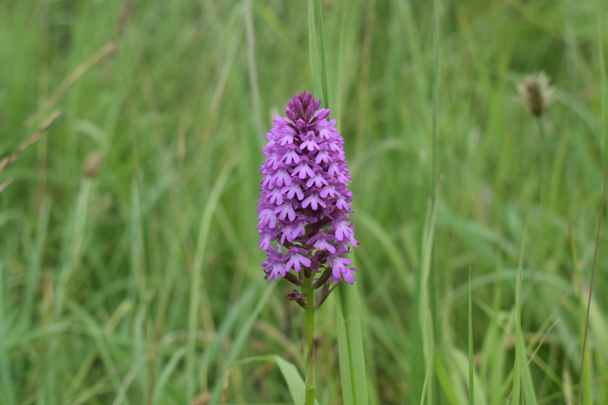 Great Big Green Week Wildlife Walk - Teessaurus Park - Tees Valley ...